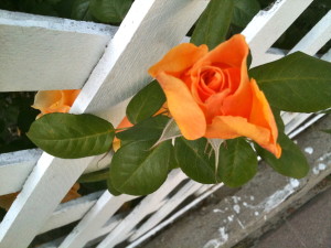 Rose and fence