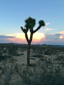 joshua tree cool