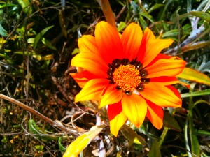 single flower