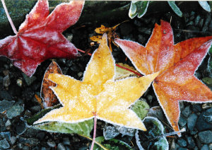 2010092902606FallLeavesFrost