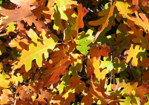 2010092902606GoldenOakLeaves